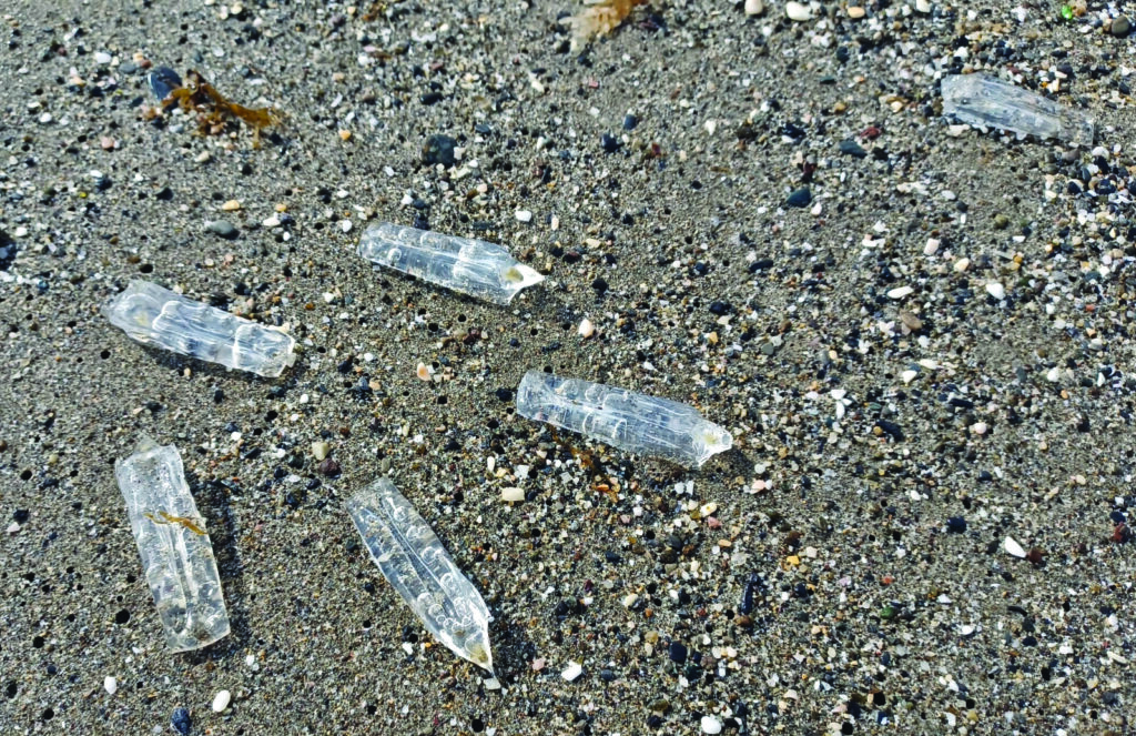 Salps on the beach in Sapin