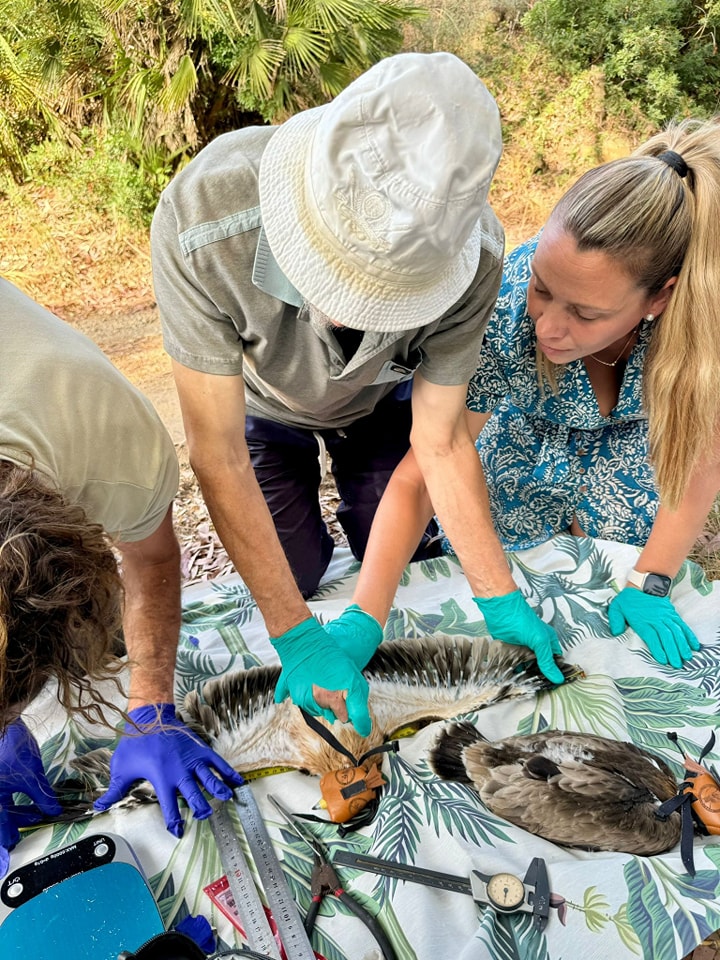 Bird ringing in Manilva