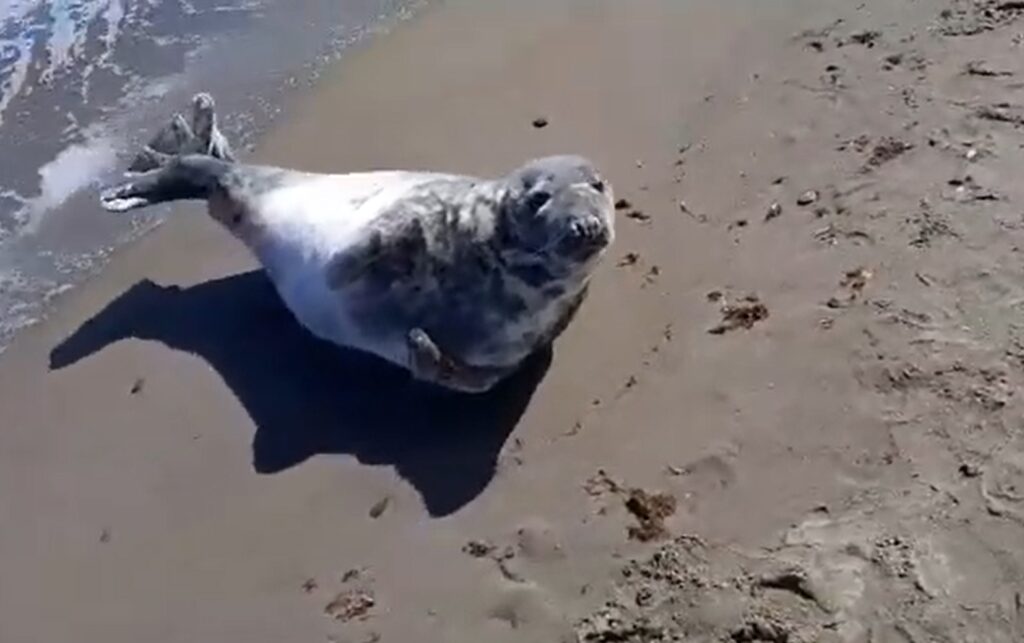 Carmela the grey seal