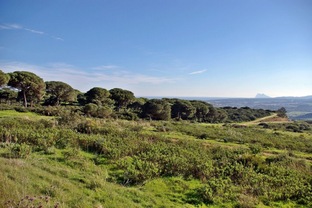 Pinar de Tábanos