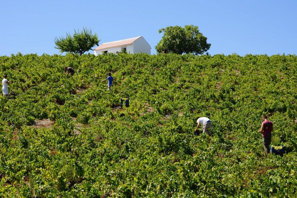 Vineyard in Manilva