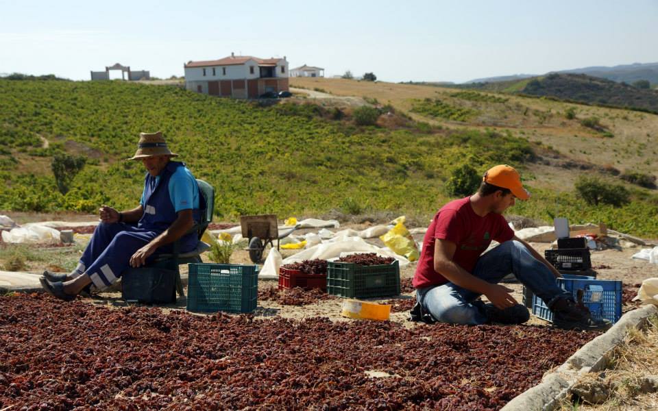 Drying grapes to produce raisins 'pasas' in Manilva