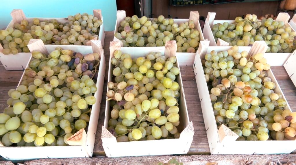 Moscatel table grapes in Manilva