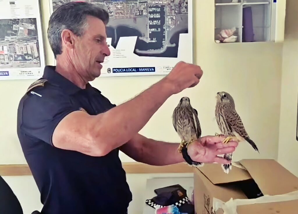 Local Police in Sabinillas rescue young raptors